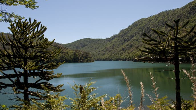 See Ancient Araucaria Trees