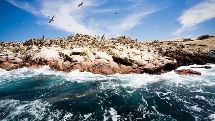 Flight to Lima & drive to Paracas Bay