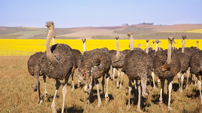 Aktivitäten im Bontebok Nationalpark