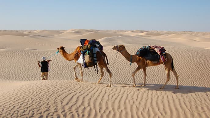 Explore the Desert and the Bedouin Life