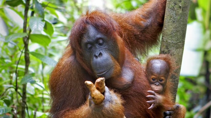 Orang-Utans und die kleinsten Bären der Welt