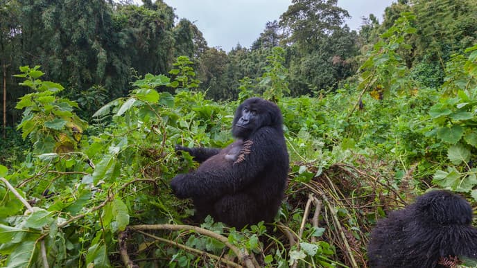 Encounter Gorillas in Volcanoes National Park