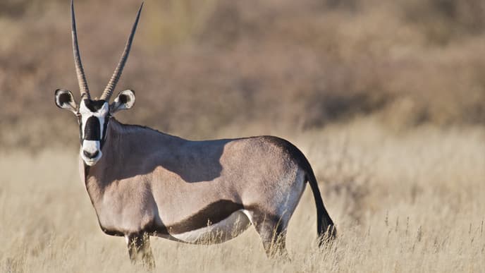 Wildleben bei den Wasserstellen