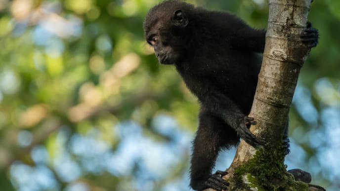 Auf Safari im Tangkoko Nationalpark