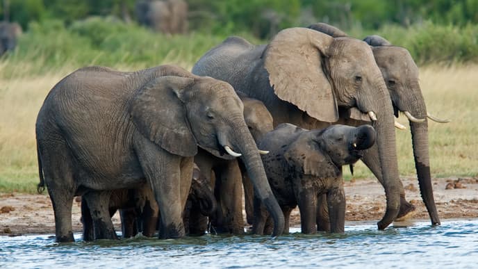 Wildlife Watching in Hwange National Park
