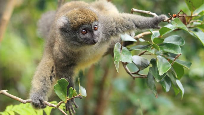 Meet The Oldest Primates In The World