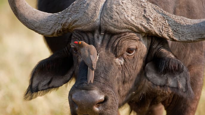 Wilderness & wildlife at your fingertips
