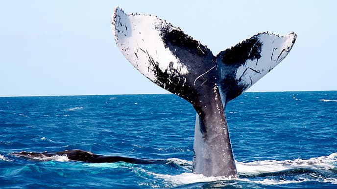 Keep An Eye Out for Whales