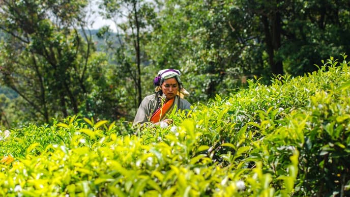 Tea plantation tour & tasting