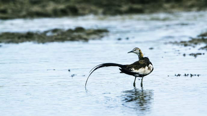 Wonderful wildlife encounters