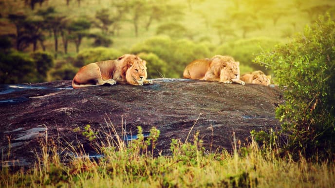 Von der Masai Mara in die Serengeti