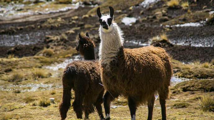 Lamas und authentisches Aymara-Dorf