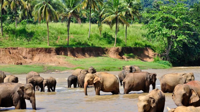Wilde Tiere im Wasgamuwa-Nationalpark