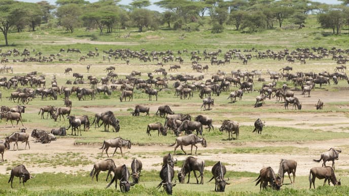 Enjoy the Serengeti For Another Day