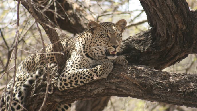 Auf zur Masai Mara