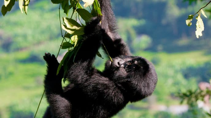 Track Gorillas