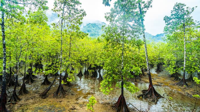 Explore mangroves & Afro-Colombian culture
