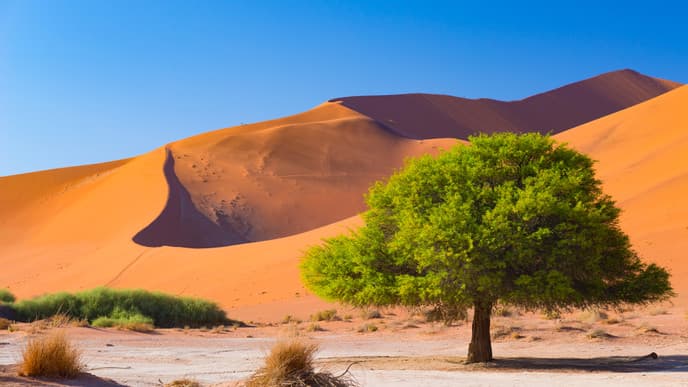 The delights of the Namib Desert