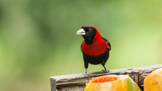 Fleissige Blattschneiderameisen und Schokoladenträume