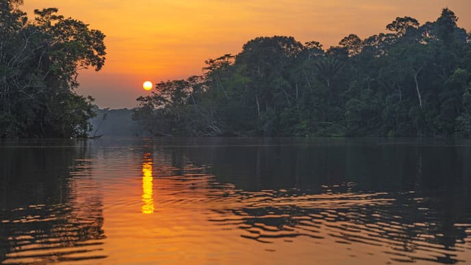 Journey into the rainforest