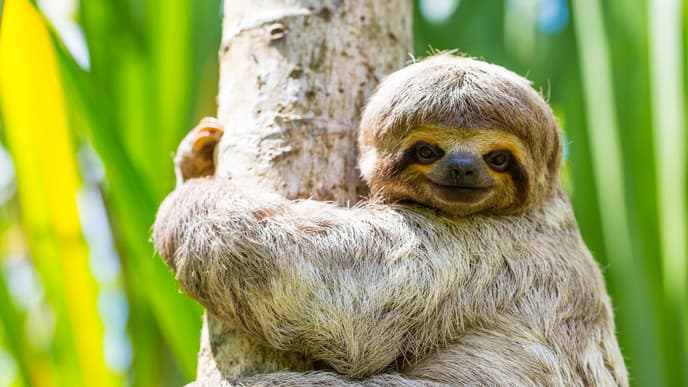 Aktive Wanderung durch den Dschungel