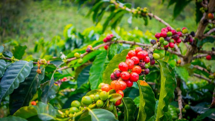 Auf einer Kaffeefinca nächtigen