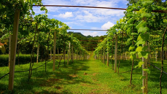 Ein Glässchen thailändischen Wein verkosten