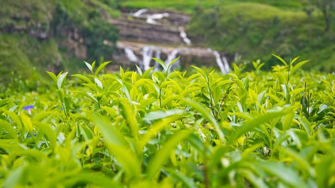 Tea plantation tour & tasting