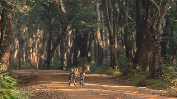 Drive to Yala National Park