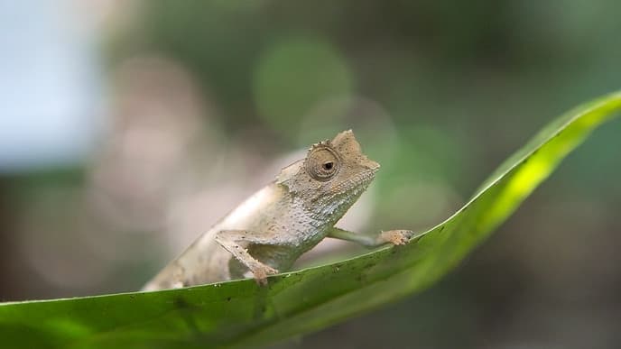Fahrt an die fruchtbare Nordküste Madagaskars