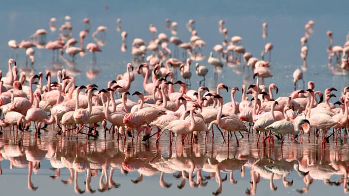 Tarangire Nationalpark – Lake Manyara Nationalpark