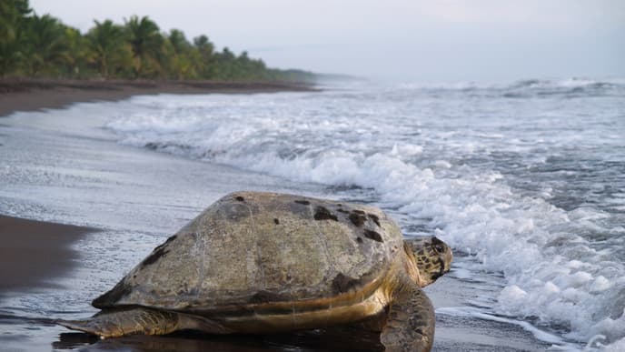 Flora und Fauna des Nationalparks Tortuguero