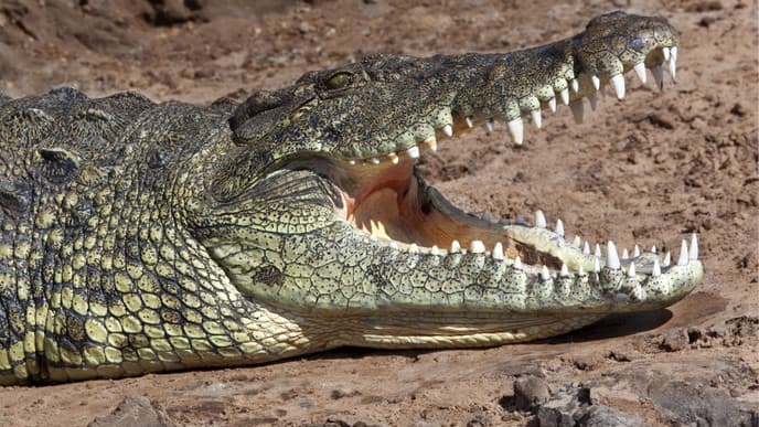 Die gigantischen Victoriafälle