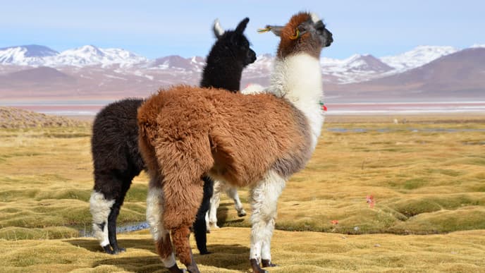 Atemberaubende Landschaften zwischen Vulkankratern und Lagunen