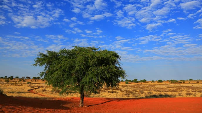 Die roten Dünen der Kalahari