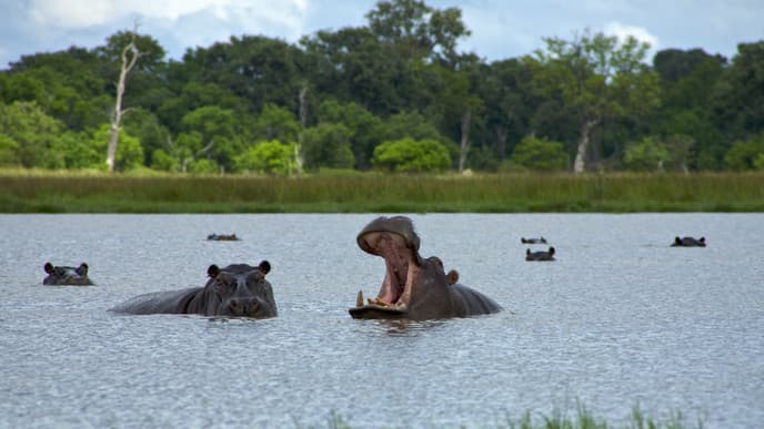 Magnificent inland delta