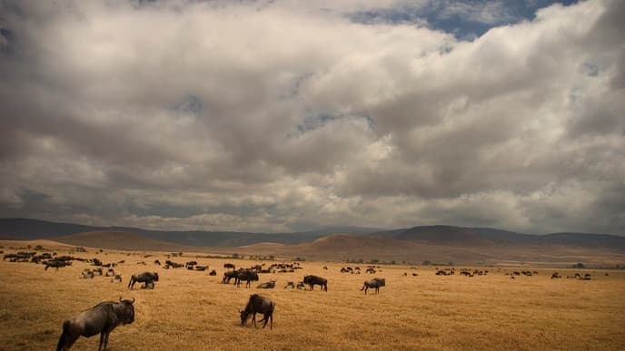 Im Zentrum der Serengeti