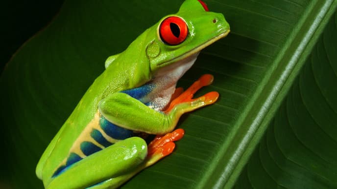 Wanderung am Lavafeld & Thermale Quellen