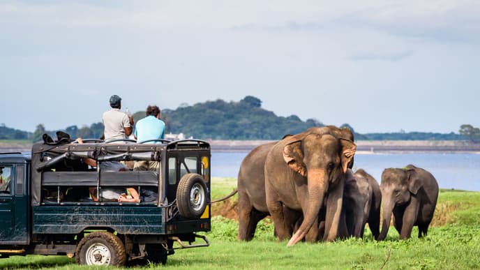 Ancient city cycle & elephant safari