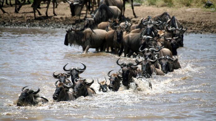 Explore The Mara by Car Or Balloon