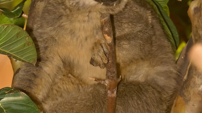 Besuch des Palmarium Reservats