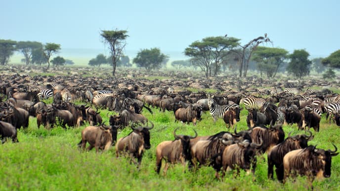 Safari in der Serengeti
