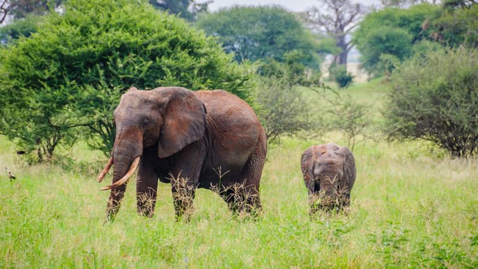 Meet the Animals of Tarangire National Park