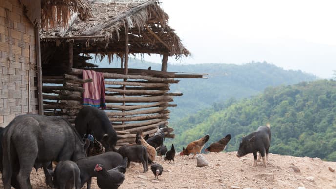 Überland nach Vieng Phouka und Luang Namtha
