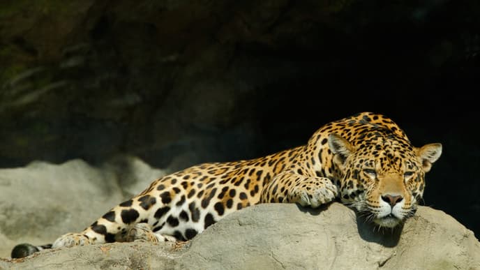 Elephants and leopards galore