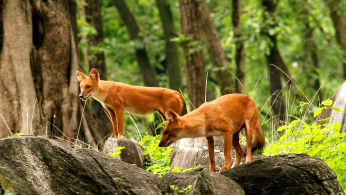 Journey to Kanha National Park