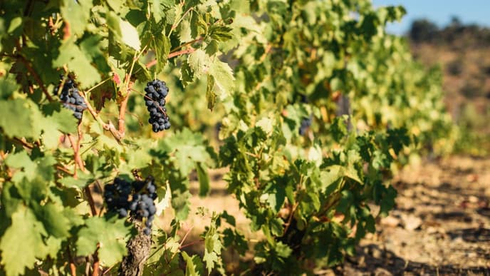 Tôr winery tasting & first Michelin dinner