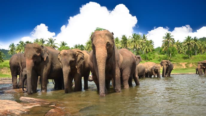 The Pinnawala Elephant Orphanage