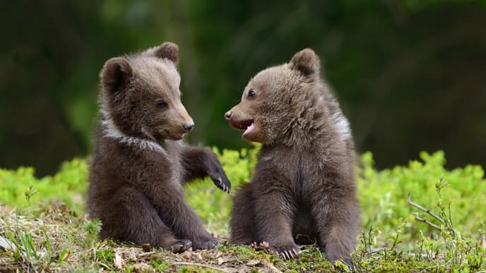 Go on a Wild Brown Bear Watching Safari