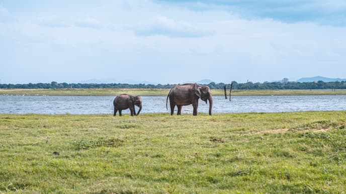 Meet the local Indigenous community & an evening safari